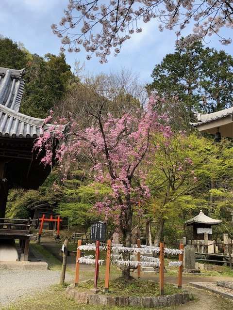 Hoshaku-ji Temple-大山崎町必去景点