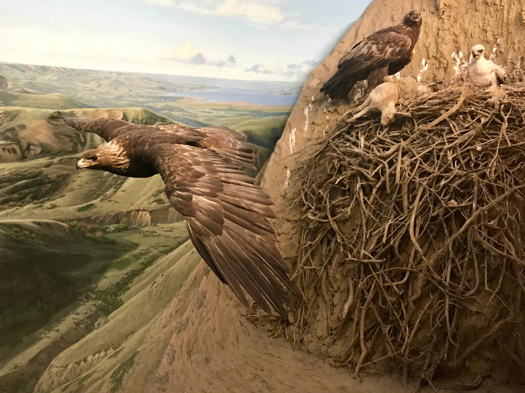 Royal Saskatchewan Museum-里贾纳必去景点