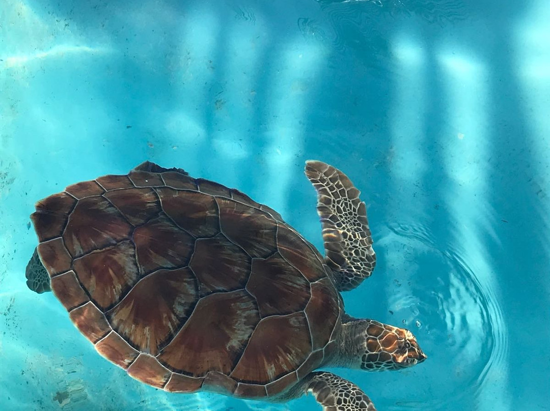 Centro de Rescate de Tortugas Marinas景点图片