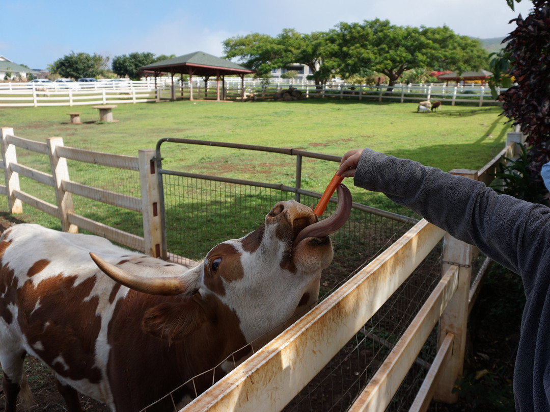 Lahaina Animal Farm景点图片