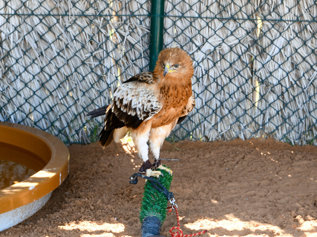 Kalba Bird of Prey Centre景点图片