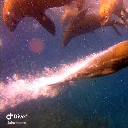 Dive Jervis Bay景点图片