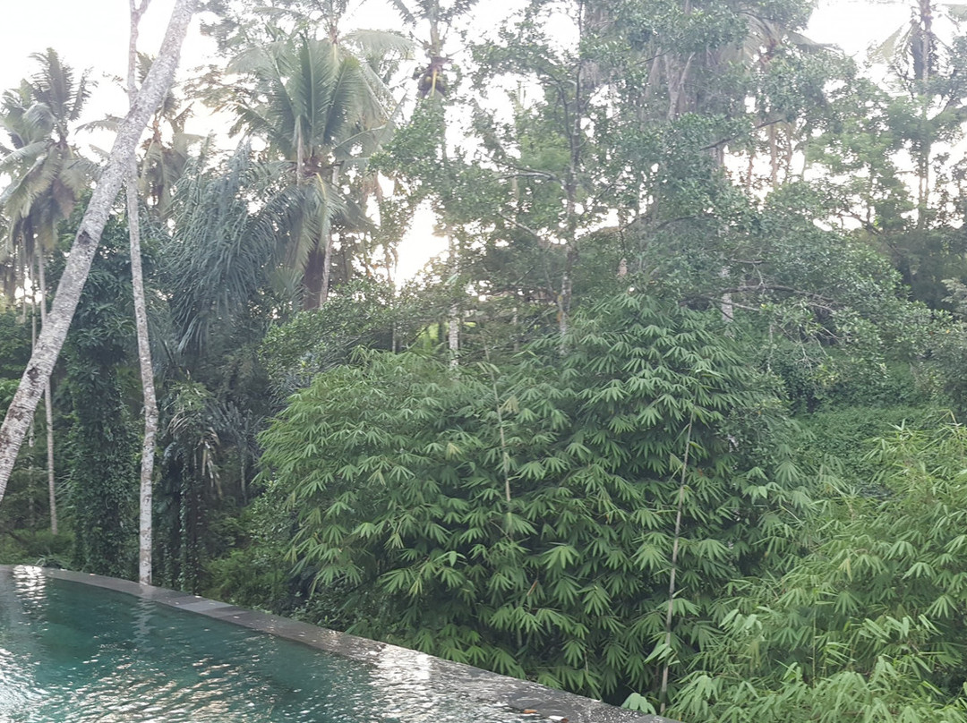 Jungle Lotus Villas主图