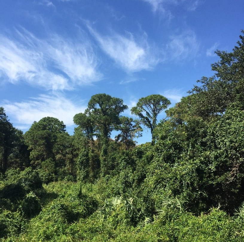 Tall Cypress Natural Area-科勒尔斯普林斯必去景点