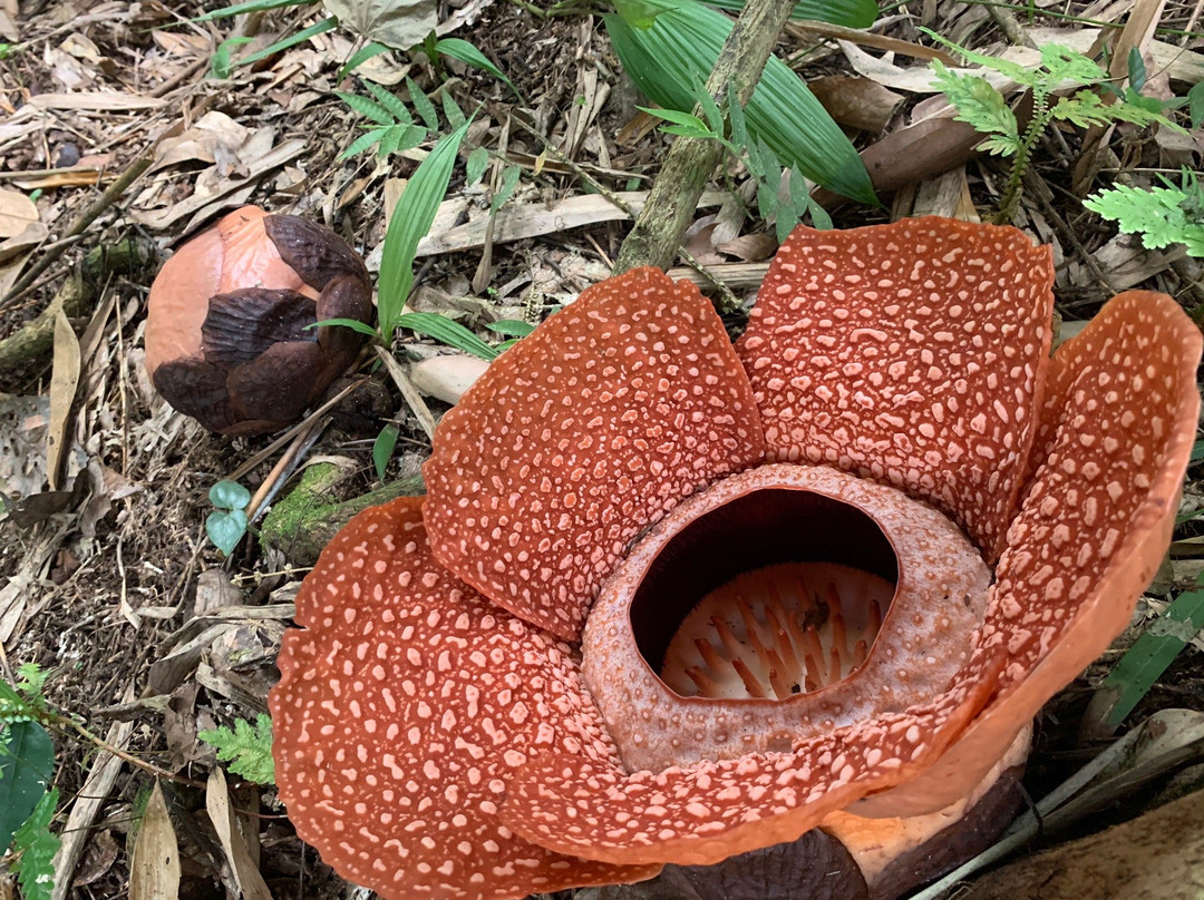 Adenna Rafflesia Garden-Poring必去景点