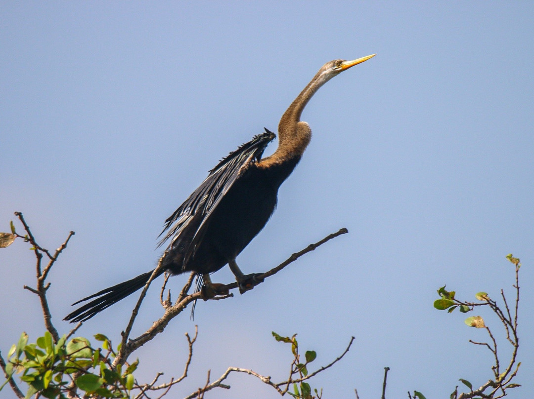 Kalamatiya Bird Sanctuary景点图片