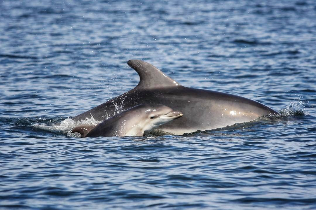 Dolphin Tours Istria景点图片