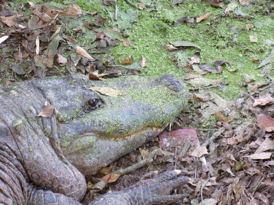 Gators and Friends - Alligator Park & Exotic Zoo-Greenwood必去景点