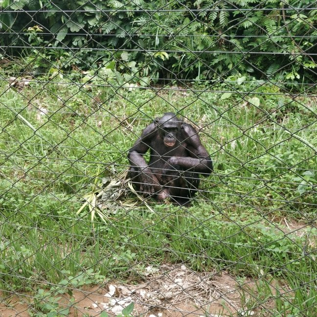 Lola ya Bonobo Sanctuary景点图片