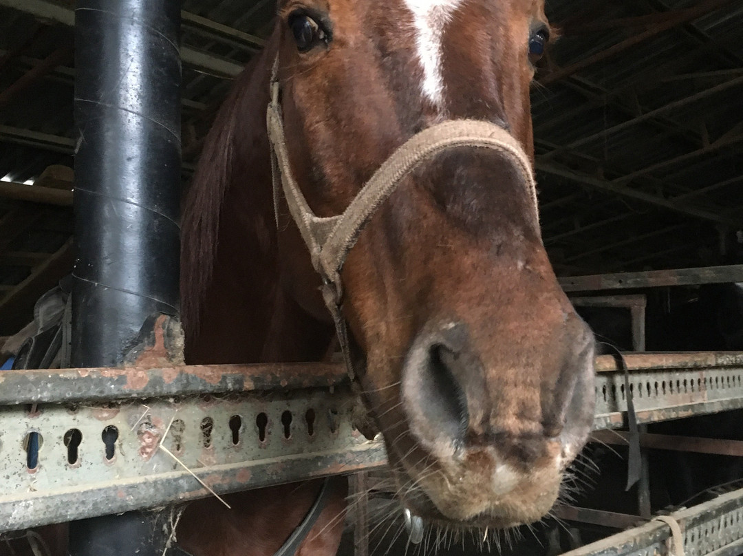 Kazachiy Brod Horse Stable景点图片