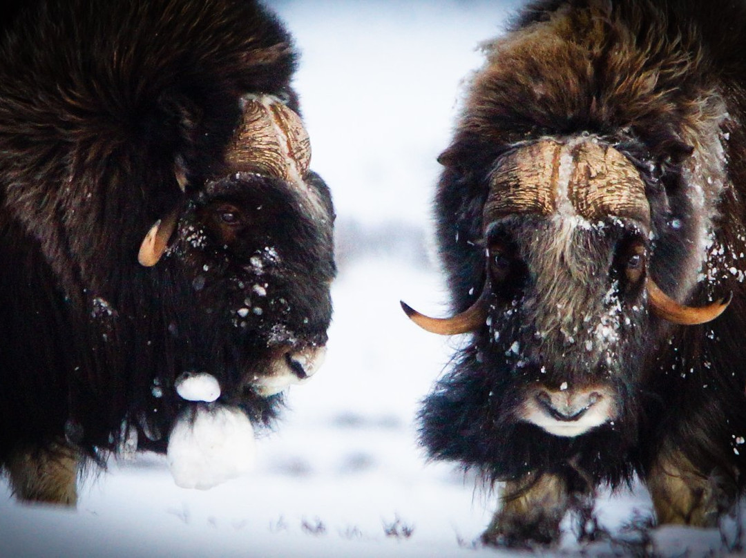 Oestlandet Guide & Fritid-Loten必去景点