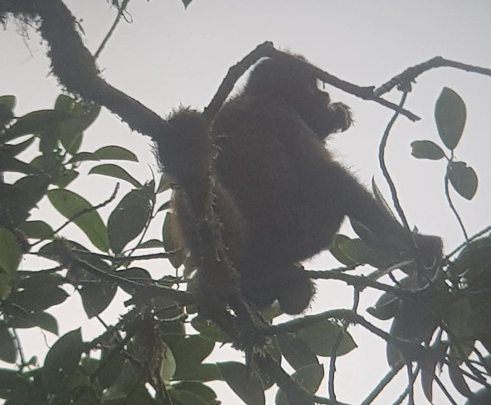 Monteverde Morning Walk景点图片