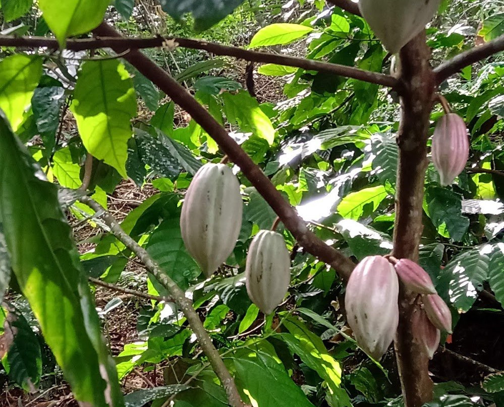 KokoMana-萨武萨武必去景点