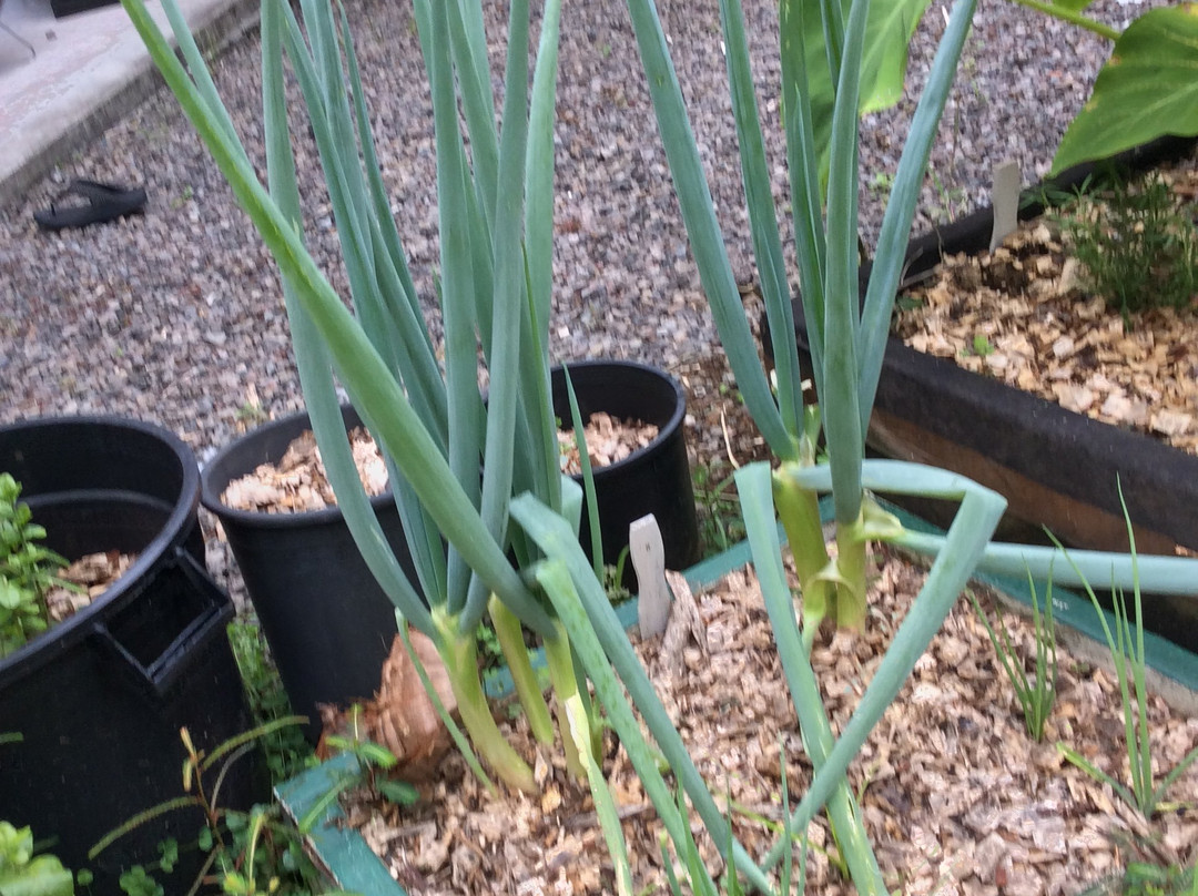 Kinoole Farmers Market-希洛必去景点