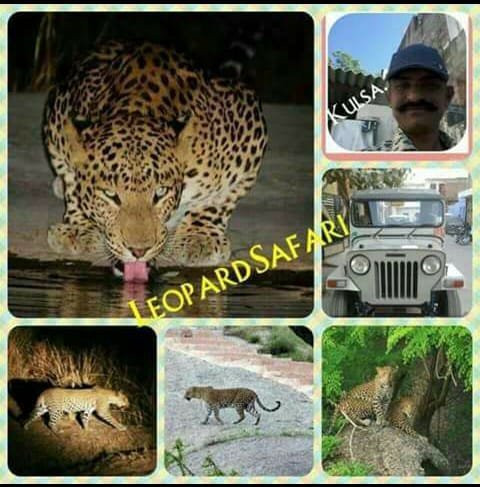 The Haveli Leopard Camp主图