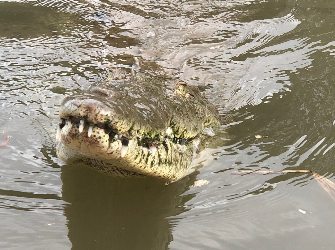 Crocodile Man Tour景点图片