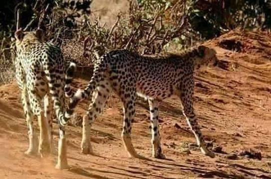 Kenya Safari Jambo-瓦塔木必去景点