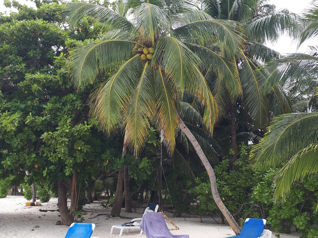 Hanifaru Transit Inn主图