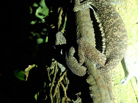 Masoala Forest Lodge主图