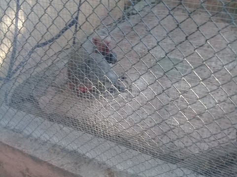 Zooira-Irapuato必去景点