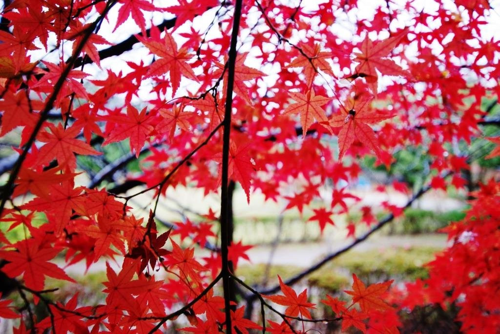 Nagaoka Park-宇都宫市必去景点