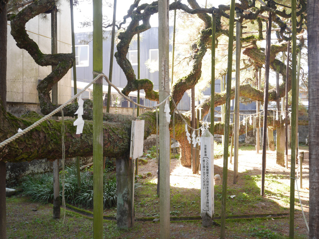 Murakumono Matsu-日田市必去景点