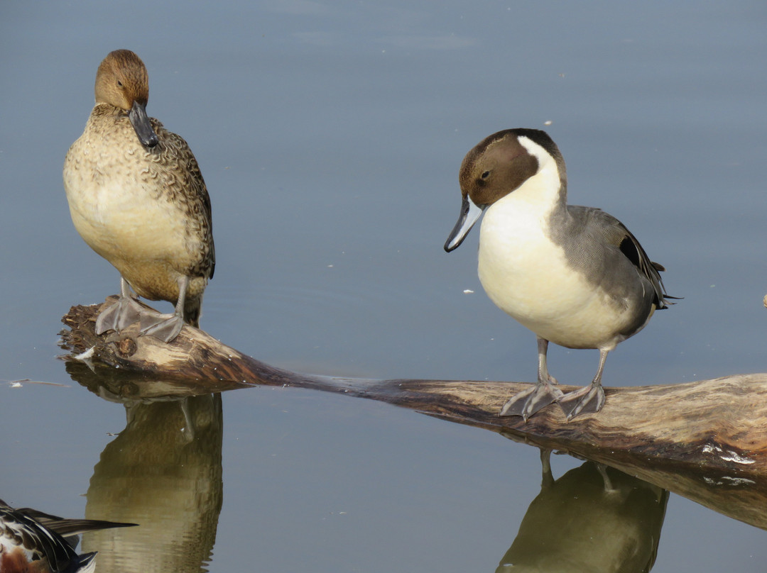 Colusa National Wildlife Refuge-Colusa必去景点