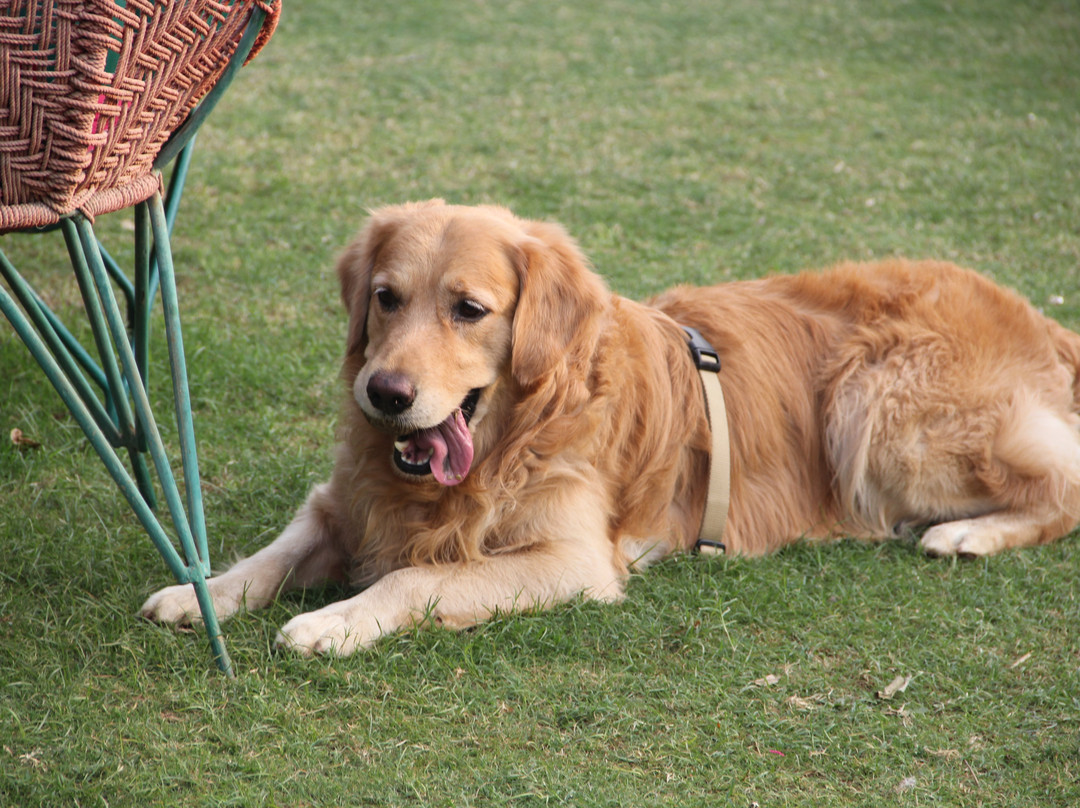 Neemrana's - Tijara Fort Palace主图