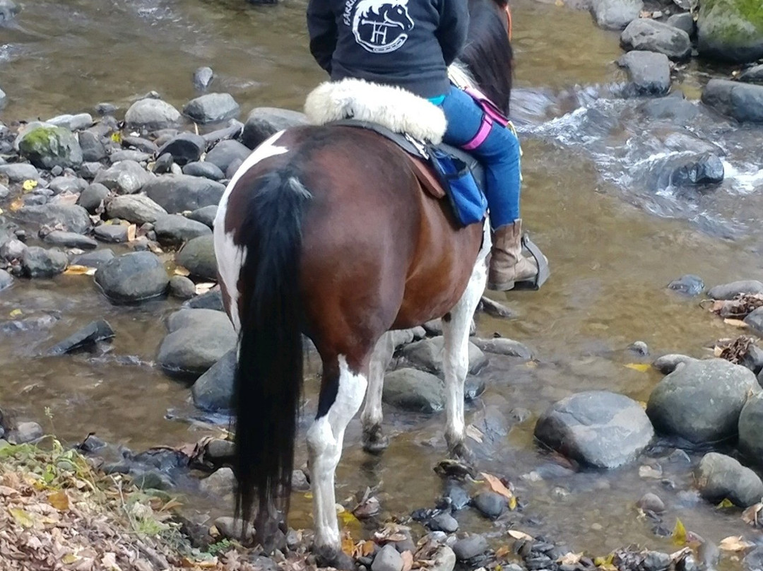 Adventure Horse Riding in NYS景点图片