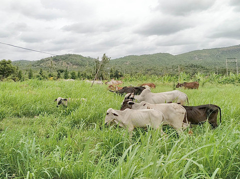 CampHalli-Chikkaballapur必去景点