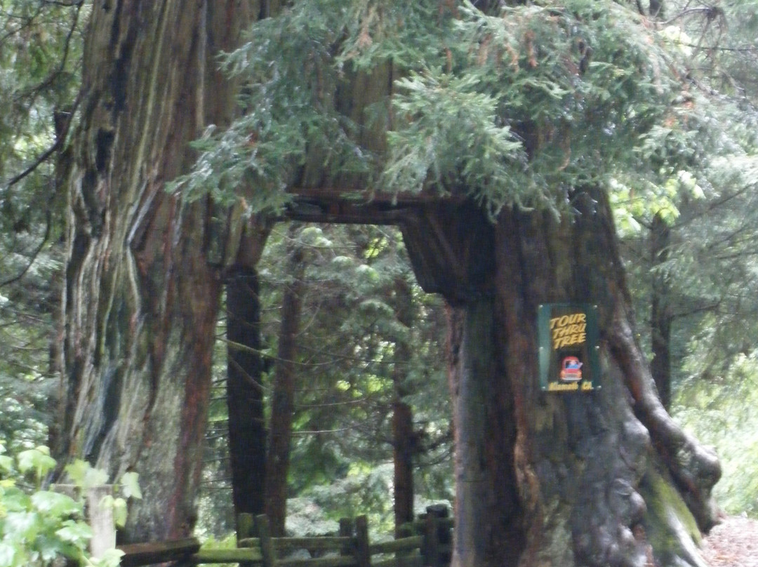 Tour-Through Tree-克拉马斯必去景点