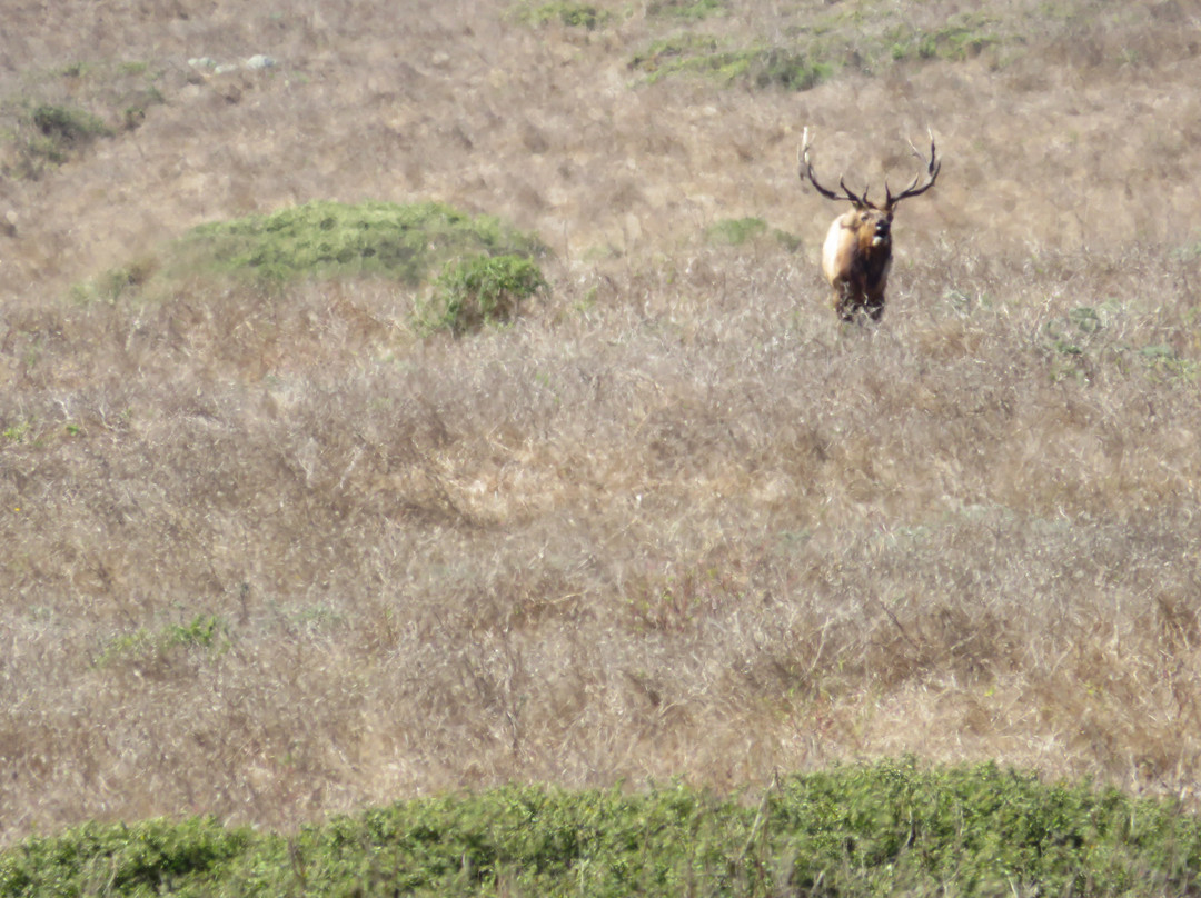 Tule Elk Reserve State Natural Reserve-Buttonwillow必去景点