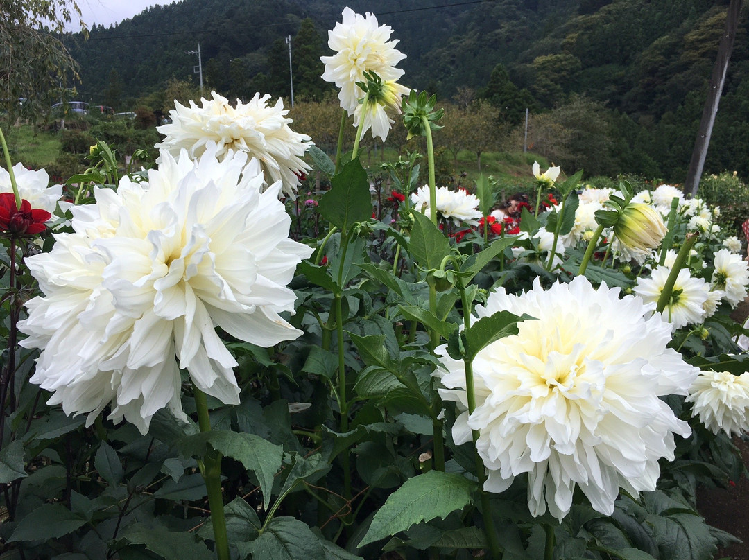 Ryokamisanroku Hananosato Dariaen-小鹿野町必去景点