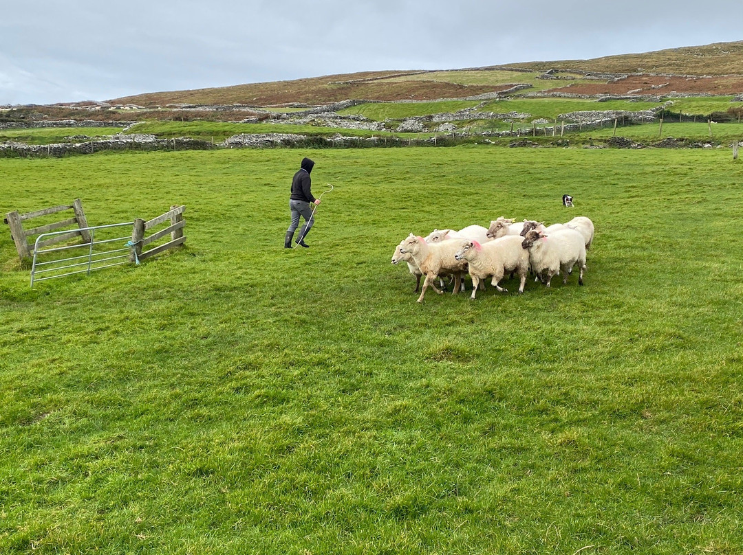 Dingle Sheepdogs Demonstrations & Trials景点图片