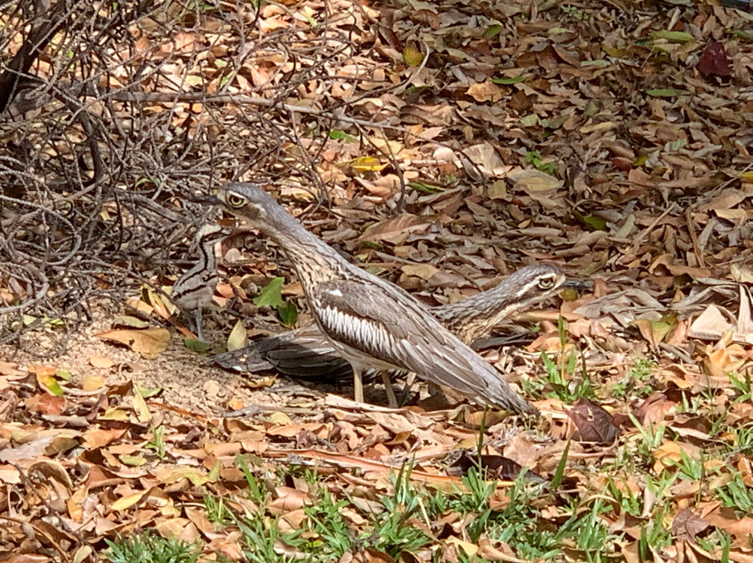 Daintree Wild Bed and breakfast-Daintree必去景点