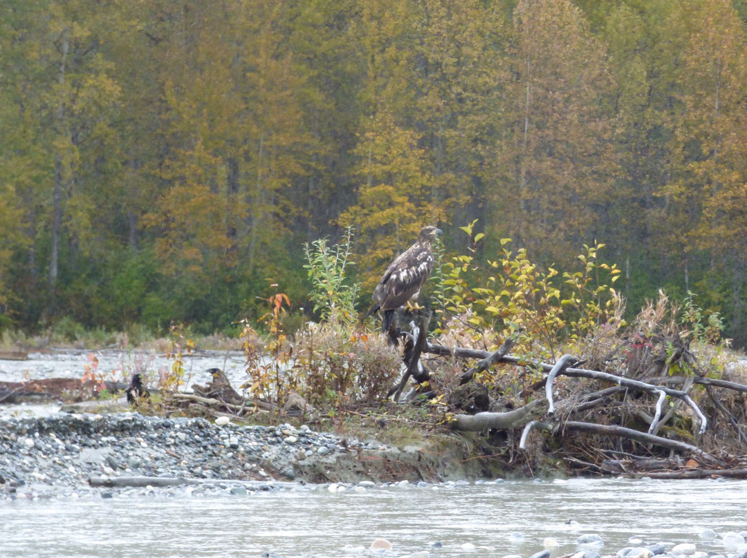 Chilkat Bald Eagle Preserve-海恩斯必去景点