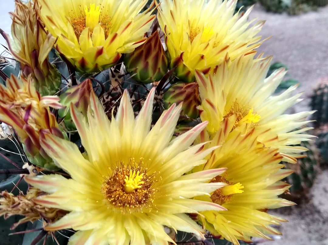 Experience Park Cactus Oasis景点图片