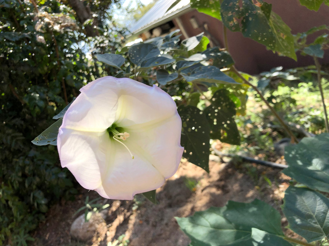 Mescal Canyon Retreat at Candlewood主图