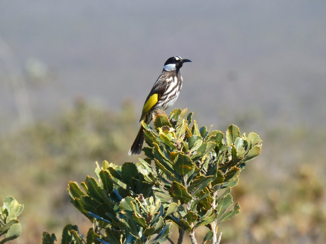 Sepulcralis Hill Lookout-Hopetoun必去景点