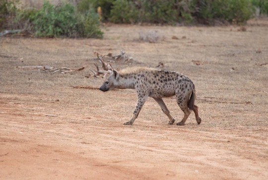 Gundua Tours Kenya-瓦塔木必去景点