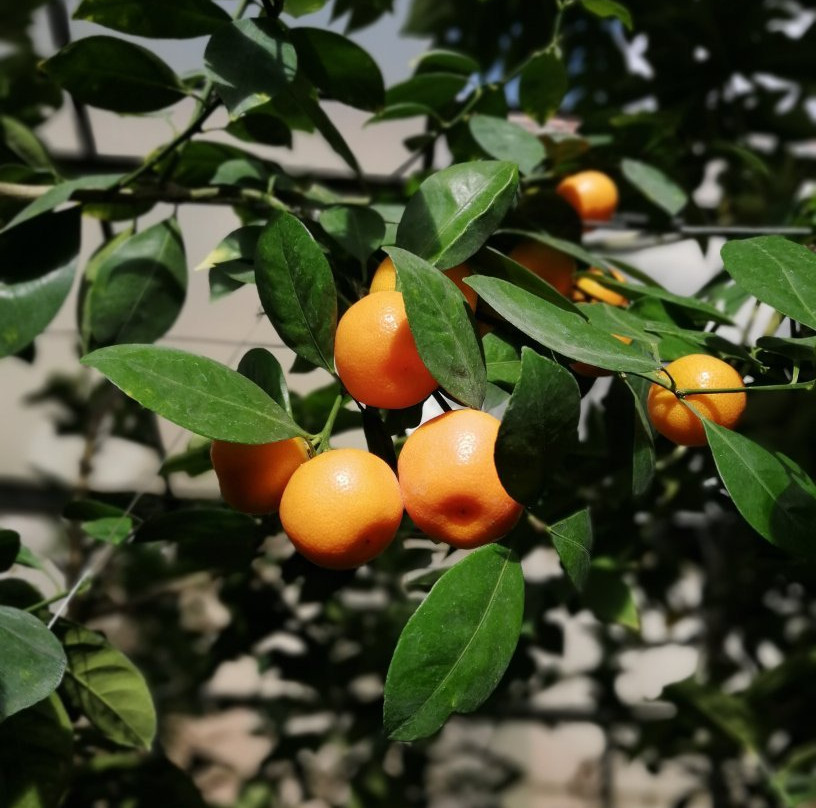 Limonariy-萨拉托夫必去景点