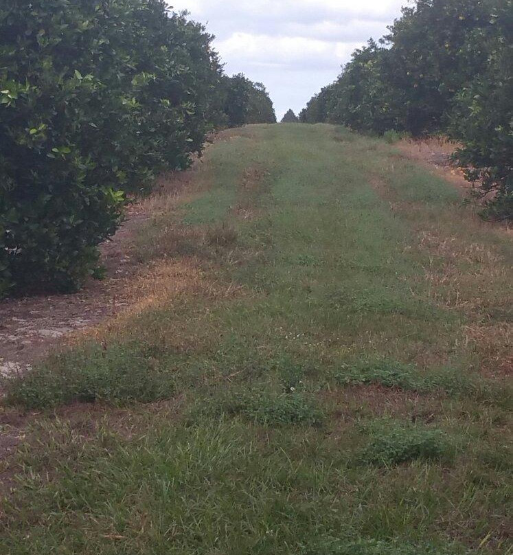 Dade City旅游景点-Hancock Groves