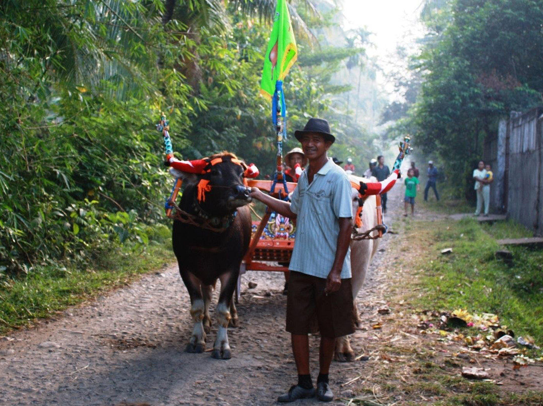 Pemuteran Dotcom Tours & Activities-佩母德兰必去景点