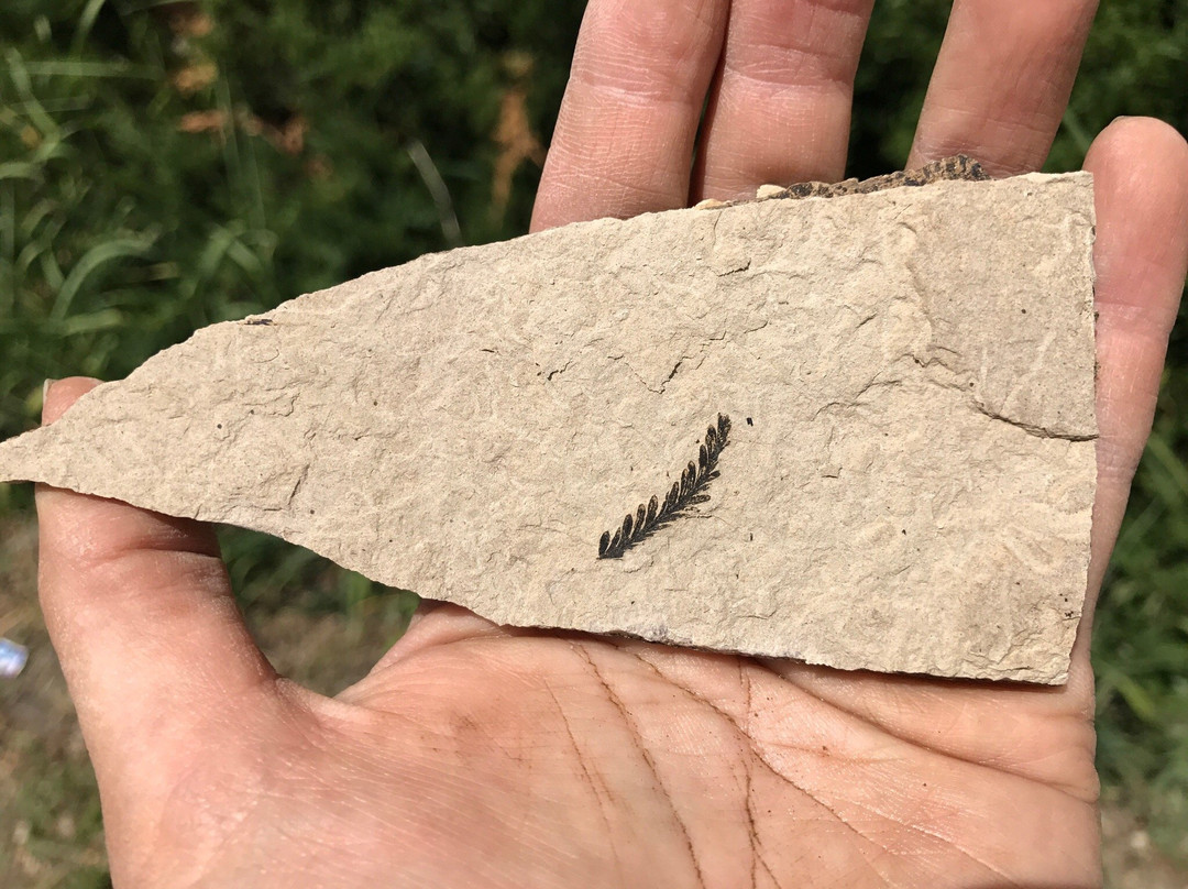 Stonerose Interpretive Center and Eocene Fossil Site景点图片