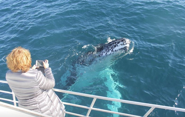 Cronulla Whale Watching-克罗纳拉必去景点