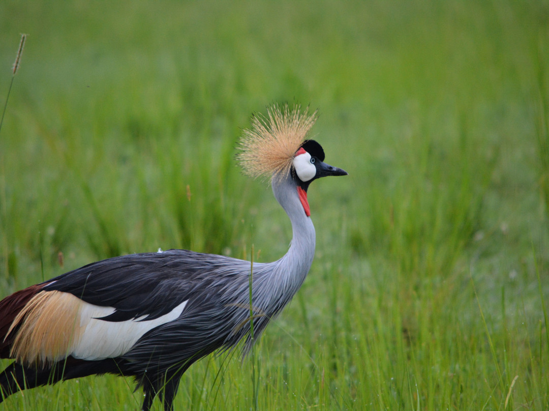 Self Drive in Uganda-恩德培必去景点