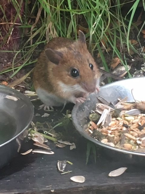 British Wildlife Centre景点图片