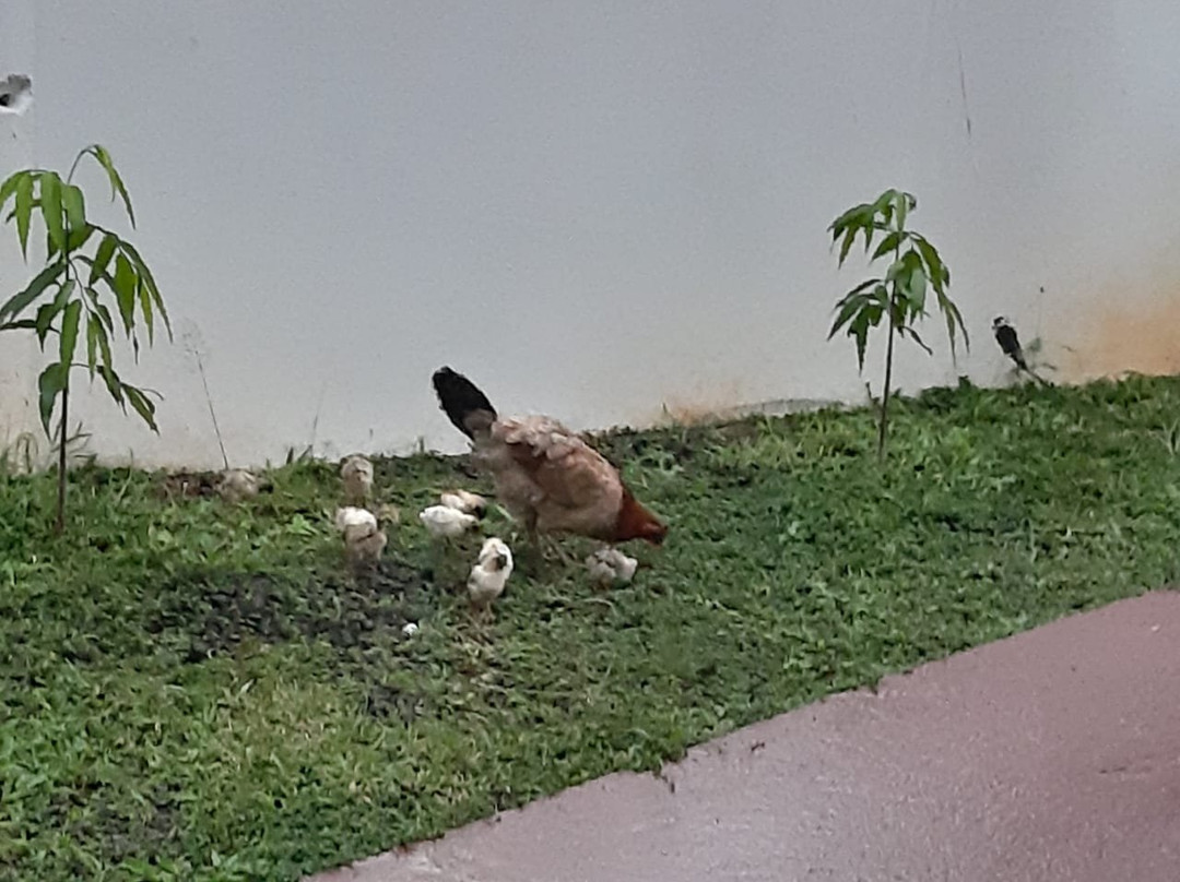 Dharma Casa Holistica主图