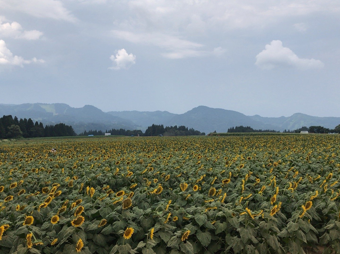 Tsunan Himawari Square-津南町必去景点