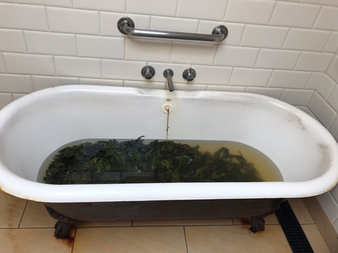 Soak Seaweed Baths-纽卡斯尔必去景点